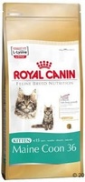 Для котят мейн-кун (4-15 мес.), Kitten Мaine Coon